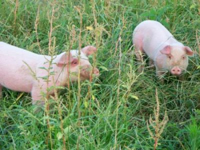 Plowing With Pigs: Woodland Edition! Image